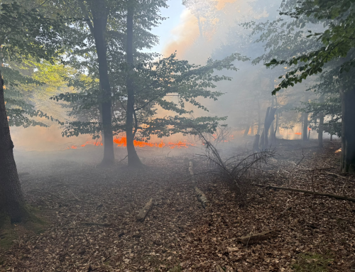 Waldbrand an der A1 bei Rade